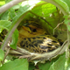 Illustration for article titled Why the Cuckoo Finch Is Called a Brood Parasite
